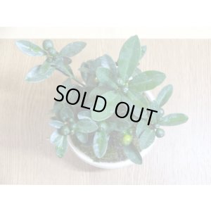 画像6: キンズ(鉢植え)