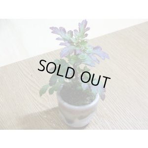 画像3: 寒菊(1本鉢植え)