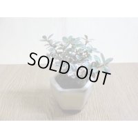 斑入コケモモ(鉢植え)
