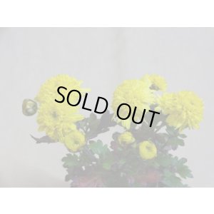 画像6: 寒菊(1本鉢植え)