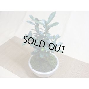 画像5: キンズ(鉢植え)