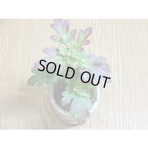 画像5: 寒菊(1本鉢植え)