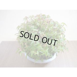 画像5: 清姫モミジ(1)