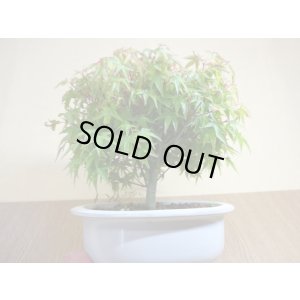 画像3: 清姫モミジ(1)