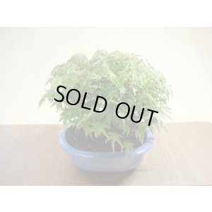 画像5: 清姫モミジ(6)