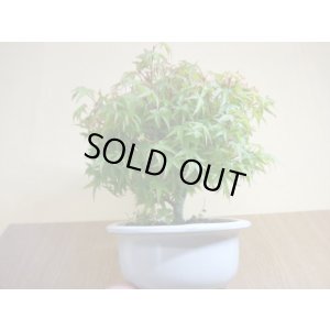 画像4: 清姫モミジ(1)