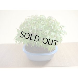 画像6: 清姫モミジ(6)