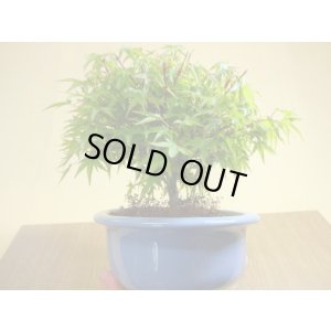 画像4: 清姫モミジ(6)