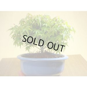 画像3: 清姫モミジ(6)