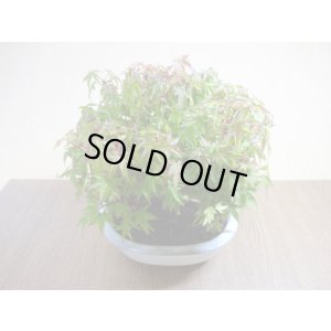 画像6: 清姫モミジ(1)