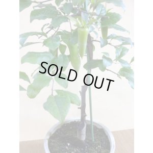 画像3: ローヤ柿 夢の雫(5)(接木)