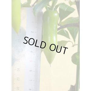 画像5: ローヤ柿 夢の雫(5)(接木)