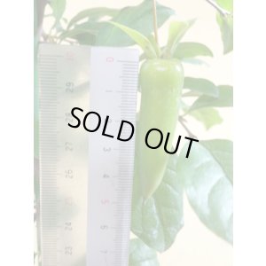 画像6: ローヤ柿 夢の雫(5)(接木)