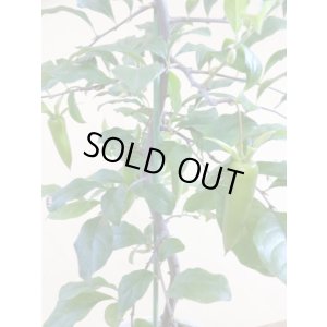 画像4: ローヤ柿 夢の雫(5)(接木)