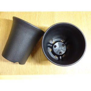 画像2: ミニラン鉢 3.5号