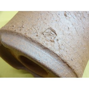 画像4: 伝市鉢 モミ入り シャジン鉢4.5号