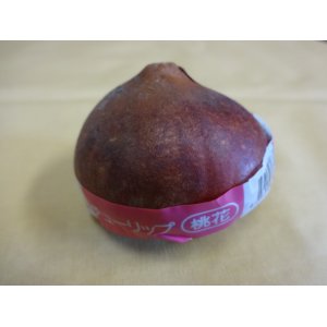 画像2: チューリップ球根 一重咲 桃
