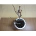 画像3: 十月桜(2) (3)