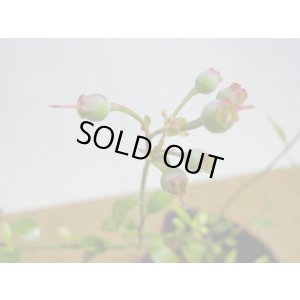 画像4: 姫ブルーベリー(3)