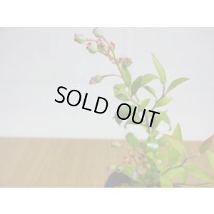 画像3: 姫ブルーベリー(2)