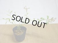 姫ブルーベリー(3)