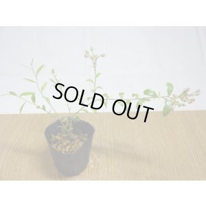 画像1: 姫ブルーベリー(3)