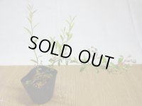 姫ブルーベリー(5)