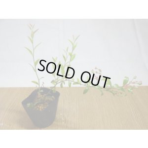 画像1: 姫ブルーベリー(5)