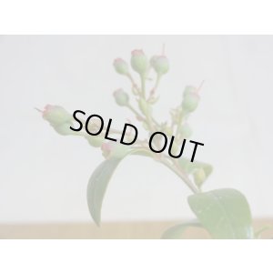 画像3: 姫ブルーベリー(3)