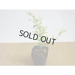 画像2: 姫ブルーベリー(2)