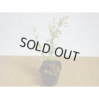 姫ブルーベリー(2)