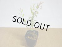 姫ブルーベリー(2)