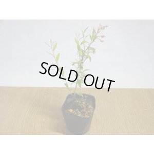 画像1: 姫ブルーベリー(2)