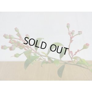 画像3: 姫ブルーベリー(5)