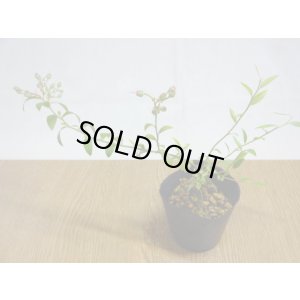 画像2: 姫ブルーベリー(3)