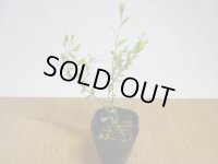 姫ブルーベリー(6)