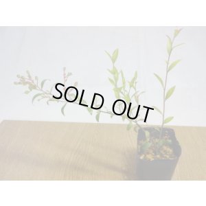 画像2: 姫ブルーベリー(5)