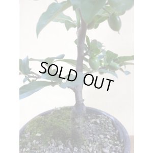 画像4: ローヤ柿 紅夢子(1)