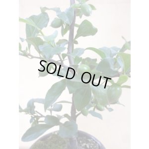 画像3: ローヤ柿 紅夢子(1)