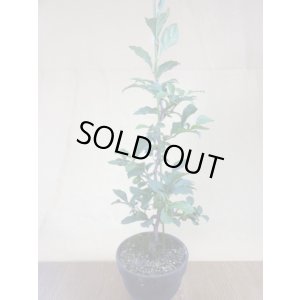 画像2: ローヤ柿 紅夢子(1)