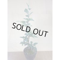 ローヤ柿 紅夢子(1)