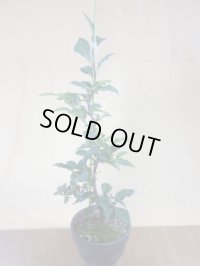 ローヤ柿 紅夢子(1)