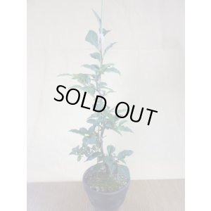 画像1: ローヤ柿 紅夢子(1)