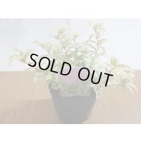 セイヨウイワナンテン フロマージュ