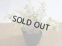 セイヨウイワナンテン フロマージュ