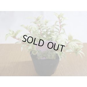 画像1: セイヨウイワナンテン フロマージュ