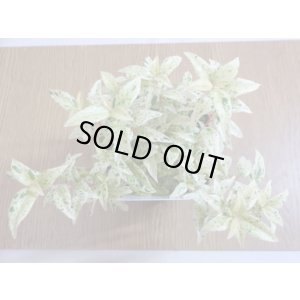 画像2: セイヨウイワナンテン フロマージュ