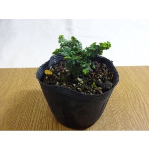 画像1: 石化ヒノキ