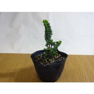 画像3: 石化ヒノキ