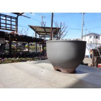 伝市鉢 コウロ型黒化粧6号